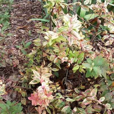 Tricolor St. John\'s Wort